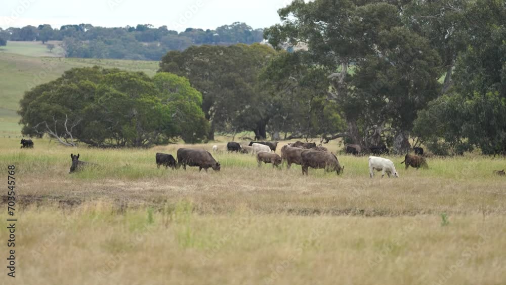 cows grazing in a field on grass and pasture in a dry summer on a on a regenerative farm, with angus, murray grey and wagyu cows