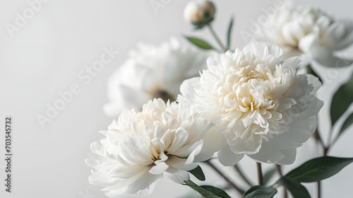 Serene White Peonies in Soft Light with Subtle Shadows