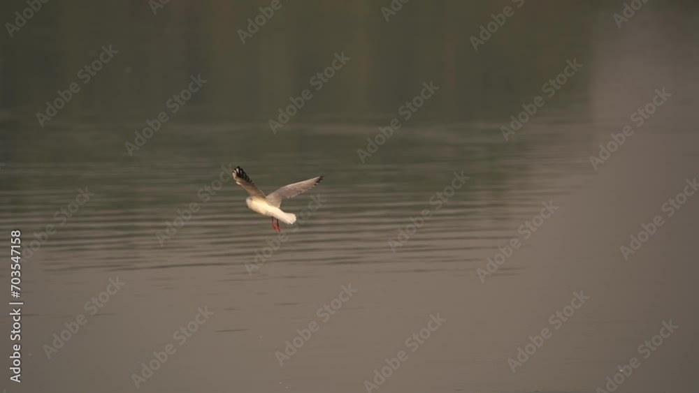 A black-headed gull (Chroicocephalus ridibundus) flying around - slow motion A black-headed gull (Chroicocephalus ridibundus) flying around - slow motion