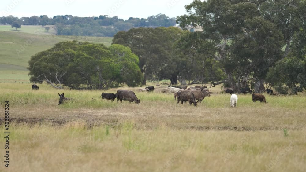 Australia cows in a field grazing on pasture in a dry summer drought. sustainable beef cattle in a agricultural farm. cow farming Australia cows in a field grazing on pasture in a dry summer drought. sustainable beef cattle in a agricultural farm. cow farming