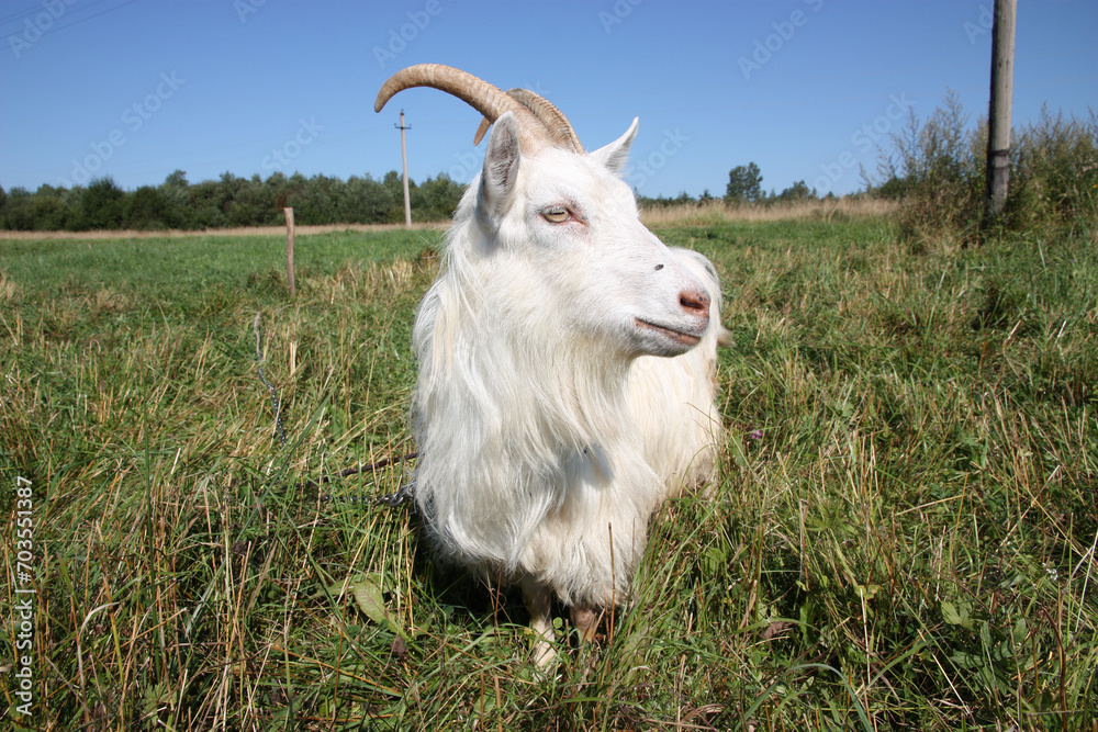 Obraz premium White goat close-up in a green meadow