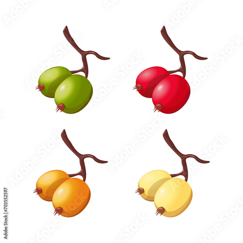 Rosehip, set. Image of rose hips in various colors. Ripe, red, juicy rose hips and unripe green rose hips. Medicinal plant, organic. Berries vector illustration on white background
