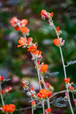 Orange Desert Globemallow Flowers in Arizona.