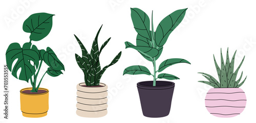 different tropical house plant. Ficus, monstera, protea, pellaea, succulent in various pot, vase.