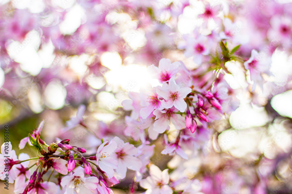 Beautiful pink cherry blossom trees sakura flowers close up