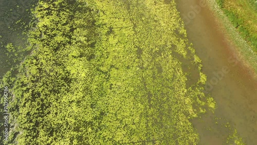 Drone flight above green algae surface of a dirty lake creating texture