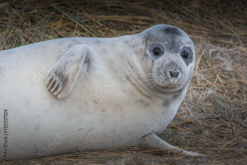 Cute young grey seal on a british coast