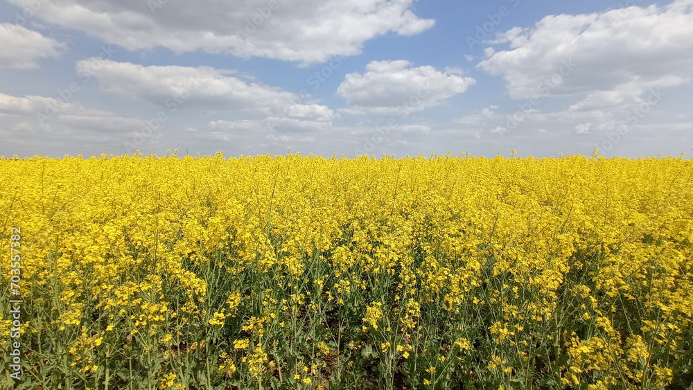 yellow blooming rapeseed field under cloudy sky yellow blooming rapeseed field under cloudy sky