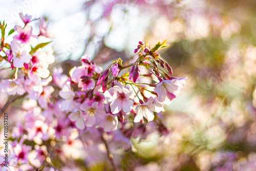 Beautiful pink cherry blossom trees sakura flowers © Stella Kou