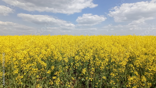 yellow blooming rapeseed field under cloudy sky