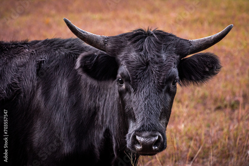 portrait of a cow