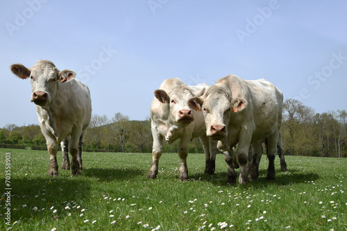 Three Charolais cows in the field in Burgundy (France)