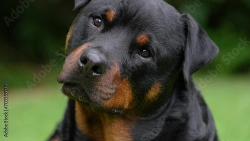 A4k video of a Pedigree Rottweiler dog twisting its head questioning what he is hearing. taken in soft overcast lighting just before a storm