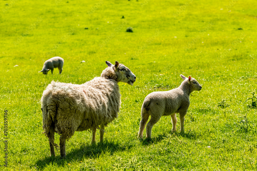 Fototapeta premium Countryside pastoral green spring scenes near Gleneagles, Scotland, UK