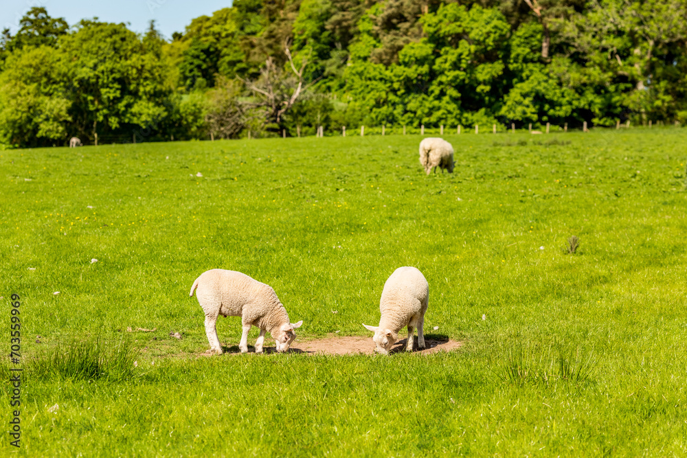 Countryside pastoral green spring scenes near Gleneagles, Scotland, UK Countryside pastoral green spring scenes near Gleneagles, Scotland, UK