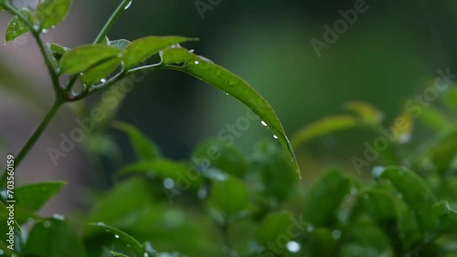 4K video of a Rain Storm with lightning and thunder audible and passive sound of rain drops on the roof dripping. a very calming and spiritual experience