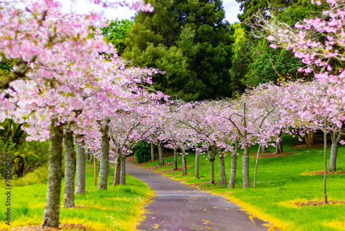 Beautiful pink cherry blossom trees sakura flowers