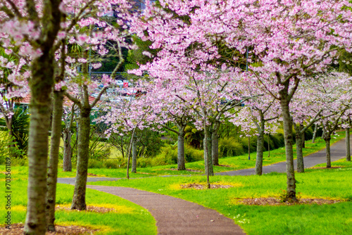 Beautiful pink cherry blossom trees sakura flowers