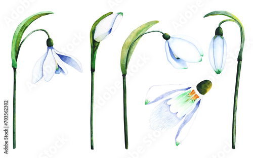 Watercolor snowdrops. Botanical illustration of flowers. Watercolor illustration of plants on a white background. Bud, flower, inflorescence, leaf. For print, design and decor photo