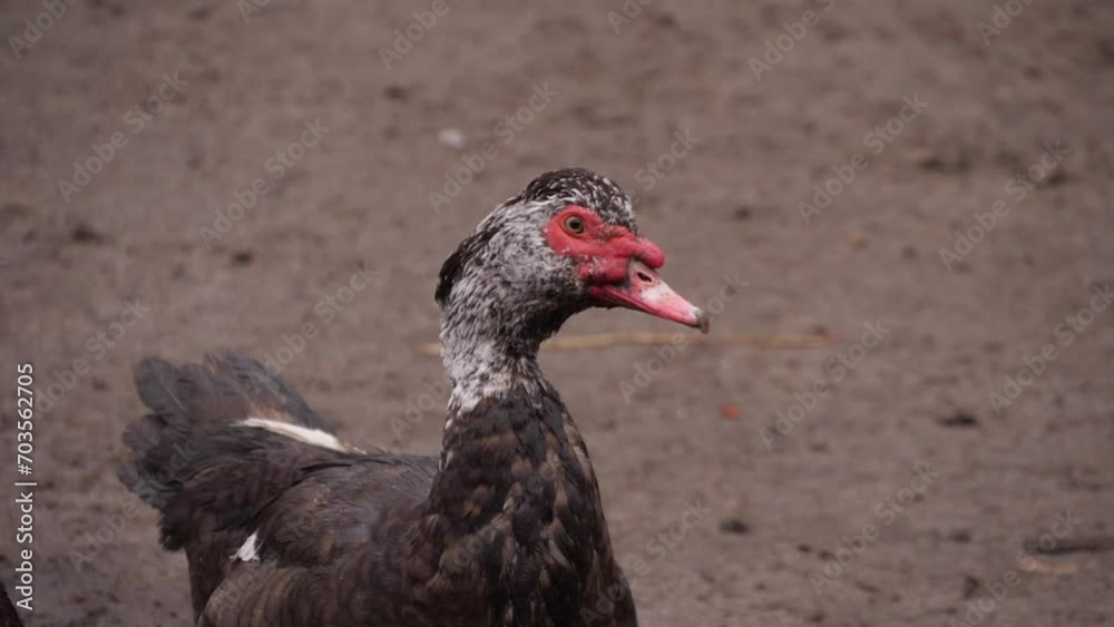 Indian Duck, Muscovy Duck Close Up Indian Duck, Muscovy Duck Close Up