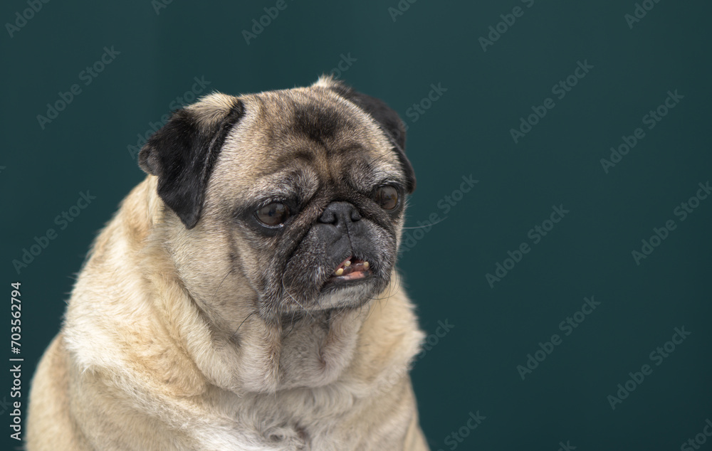 old pug portrait tna dark green background 5