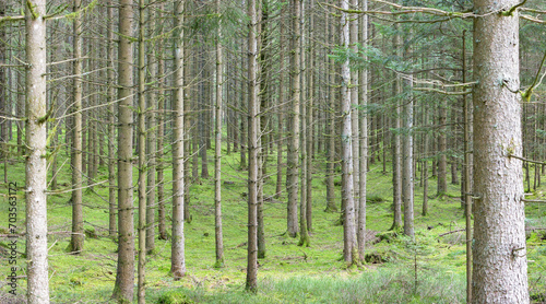 Forest without diversity. A spruce monoculture in the Black Forest lacks natural diversity. Forestry in transition. photo