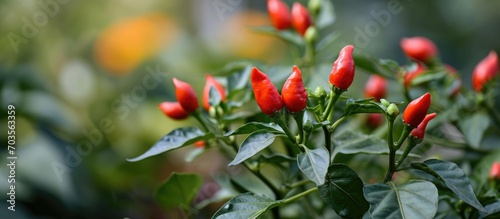 Spicy fruits of Capsicum 'Candlelight' are edible.