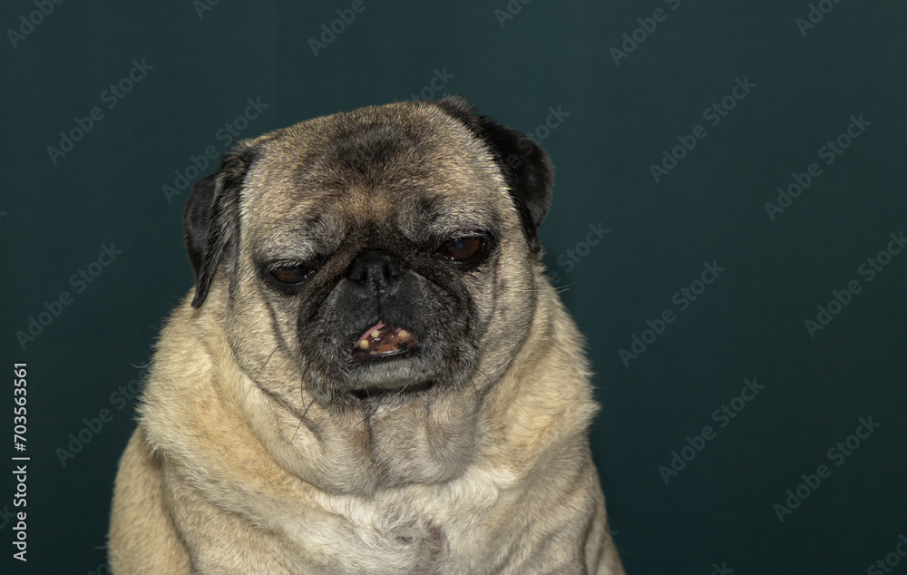 old pug portrait tna dark green background 7