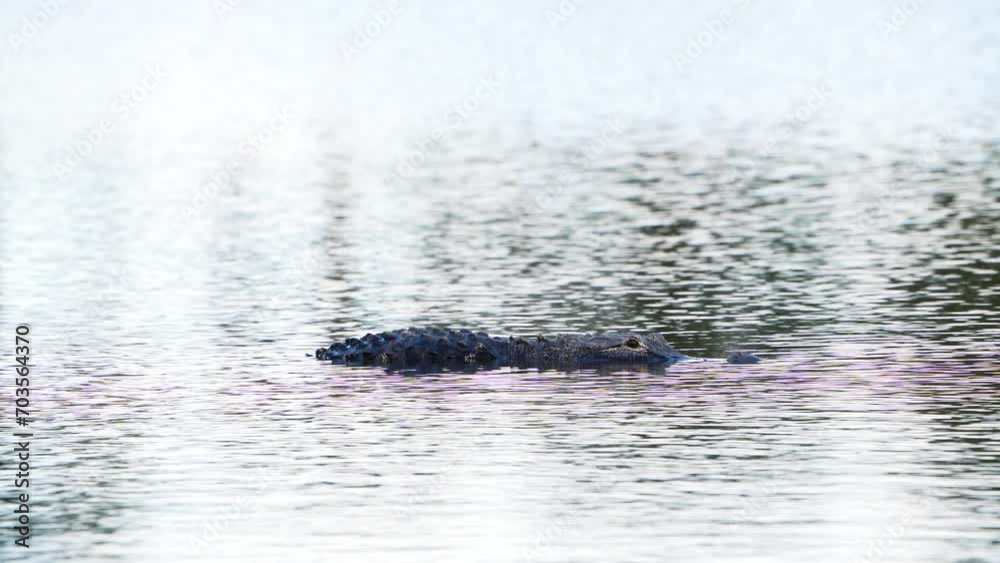 Alligator on a lake in florida Alligator on a lake in florida