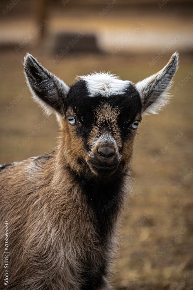 Fototapeta premium baby goat on farm