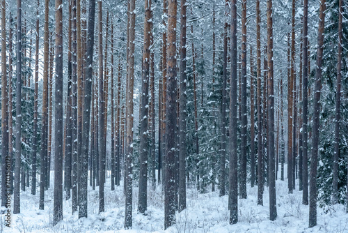 pine trunks in the forest covered with frost and snow