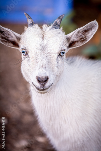 Obraz na płótnie Baby Goat w salonie