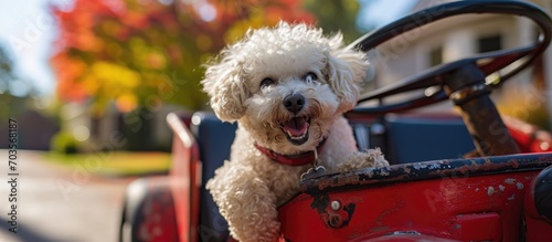 A Bichon Frise dog is happy in a Pedal car Fire Truck outside