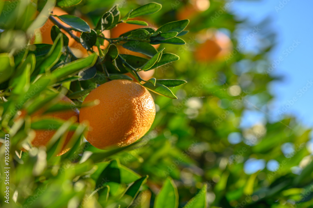 juicy tangerines on tree branches in a tangerine garden 8