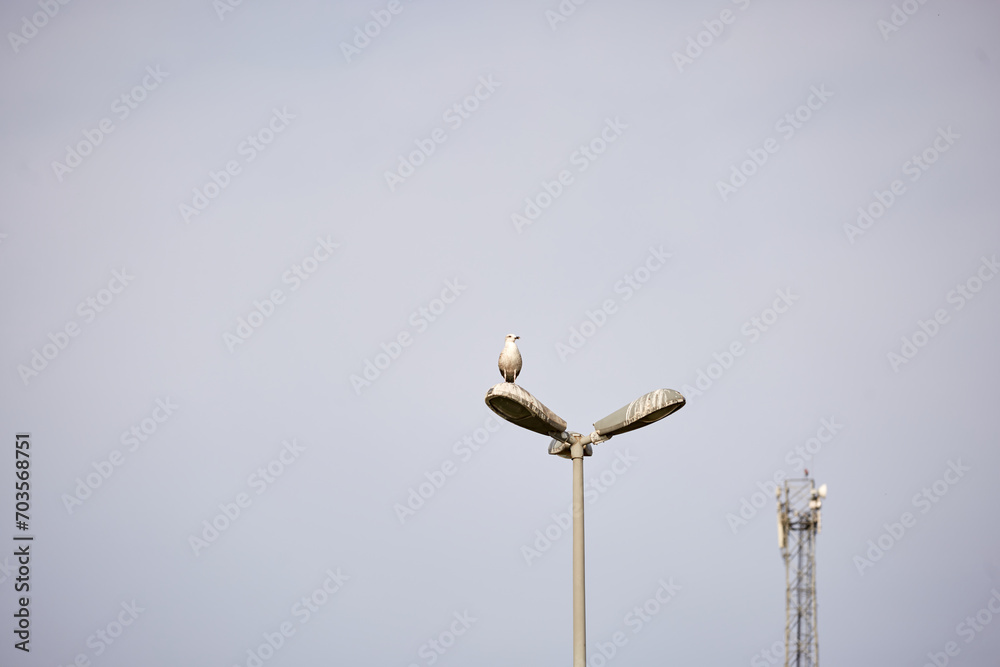 birds on the sea and on lights in turkey birds on the sea and on lights in turkey