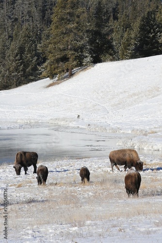 Bison in Winter Yellowstone