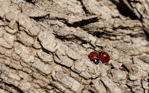 two ladybirds on the bark of a tree