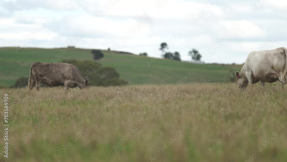 Australia cows in a field grazing on pasture in a dry summer drought. sustainable beef cattle in a agricultural farm. cow farming Australia cows in a field grazing on pasture in a dry summer drought. sustainable beef cattle in a agricultural farm. cow farming