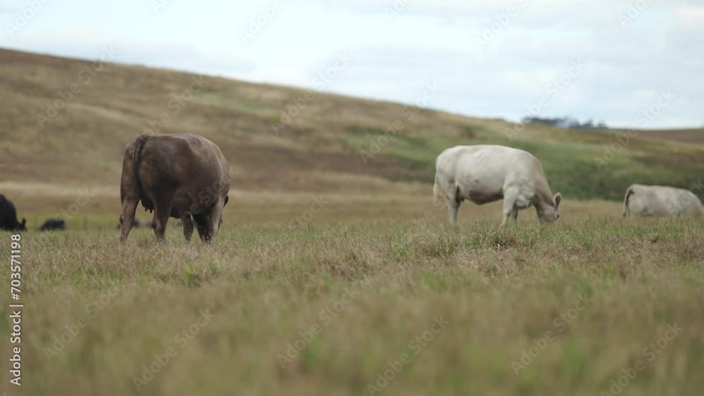 Australia cows in a field grazing on pasture in a dry summer drought. sustainable beef cattle in a agricultural farm. cow farming Australia cows in a field grazing on pasture in a dry summer drought. sustainable beef cattle in a agricultural farm. cow farming