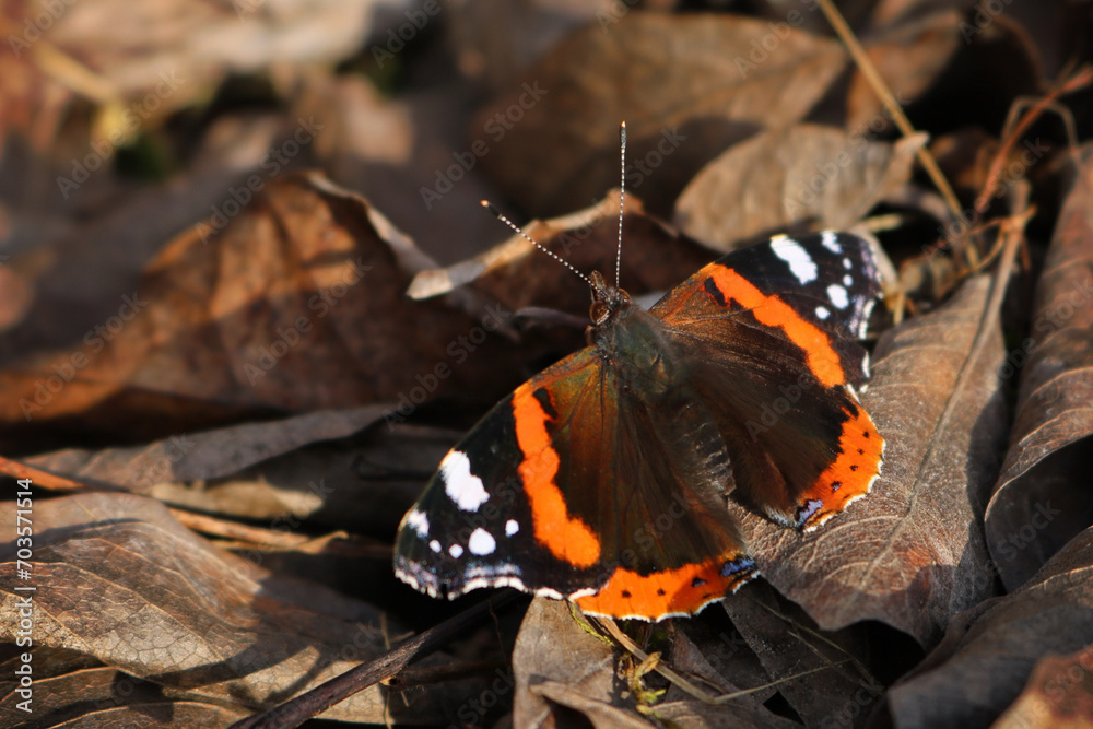 red admiral butterfly on autumn leaves - obrazy, fototapety, plakaty 