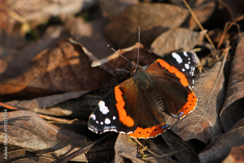red admiral butterfly on autumn leaves photo