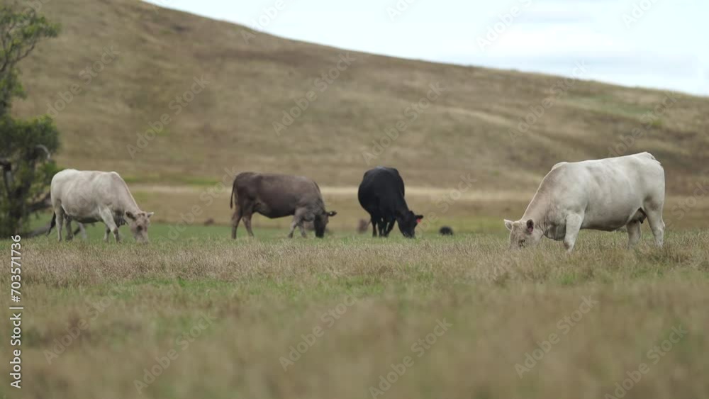 regenerative cows in a field in summer in australia
regenerative cows in a field in summer in australia