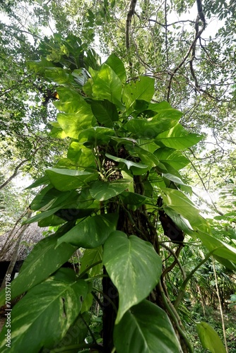 Tree with trunk covered in big green leaves, view up to the treetop