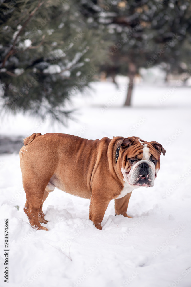 a beautiful brutal English bulldog of brown color in a collar in winter among the snowy pines. dog enjoying a walk, playing, looking at the camera) pets, grooming, cold weather, snowfall, vertical