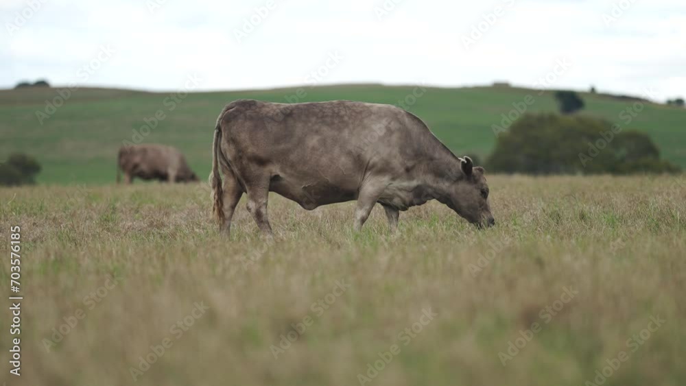 Australia cows in a field grazing on pasture in a dry summer drought. sustainable beef cattle in a agricultural farm. cow farming Australia cows in a field grazing on pasture in a dry summer drought. sustainable beef cattle in a agricultural farm. cow farming