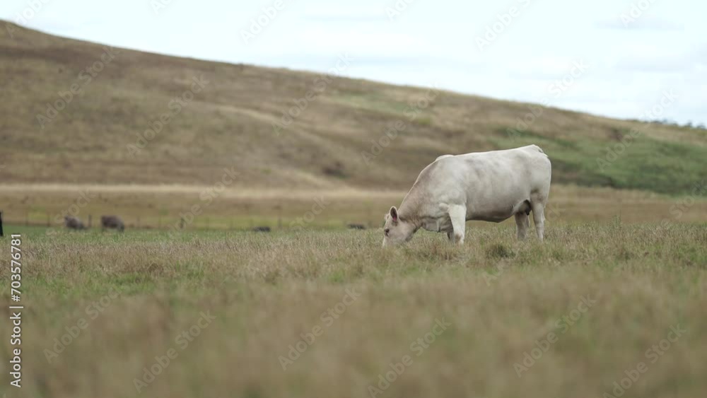 regenerative cows in a field in summer in australia
regenerative cows in a field in summer in australia