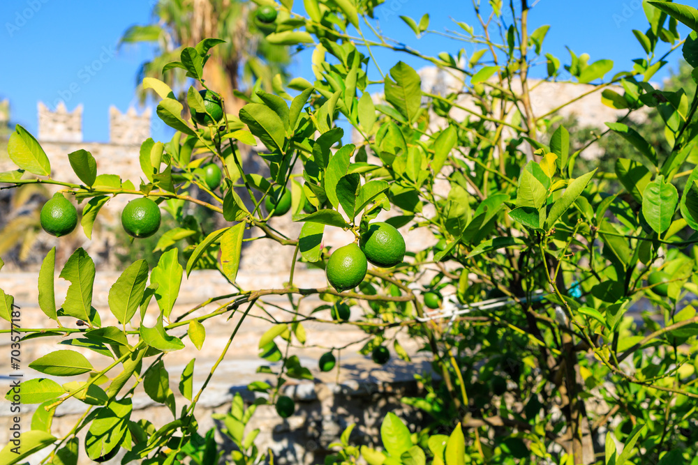 Citrus fruits on the tree. Background with selective focus and copy space