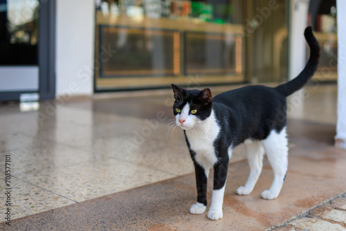 Cute black and white cat on the street. Background with selective focus and copy space © Iurii Gagarin