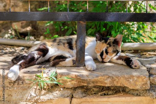 The cat is sleeping on a stone fence. Background with selective focus and copy space