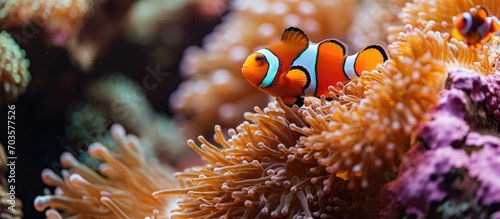 Clownfish seek shelter in anemones on coral reefs. photo